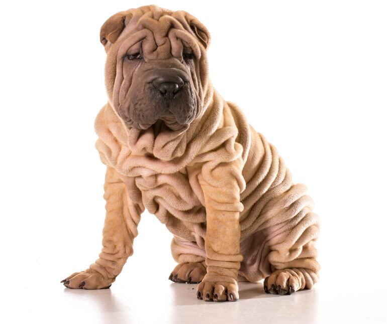 Perro de raza Shar Pei.