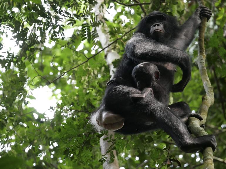 Dos ejemplares de bonobo en Kokolopori Bonobo Reserve (Democratic Republic of Congo). Un equipo internacional de investigadores ha hecho el seguimiento focal y comparativo más completo hasta la fecha de un grupo de bonobos y chimpancés, descubriendo que los machos bonobos son más agresivos de lo que se pensaba.