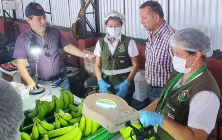 Paraguay está listo para exportar banana a Chile.