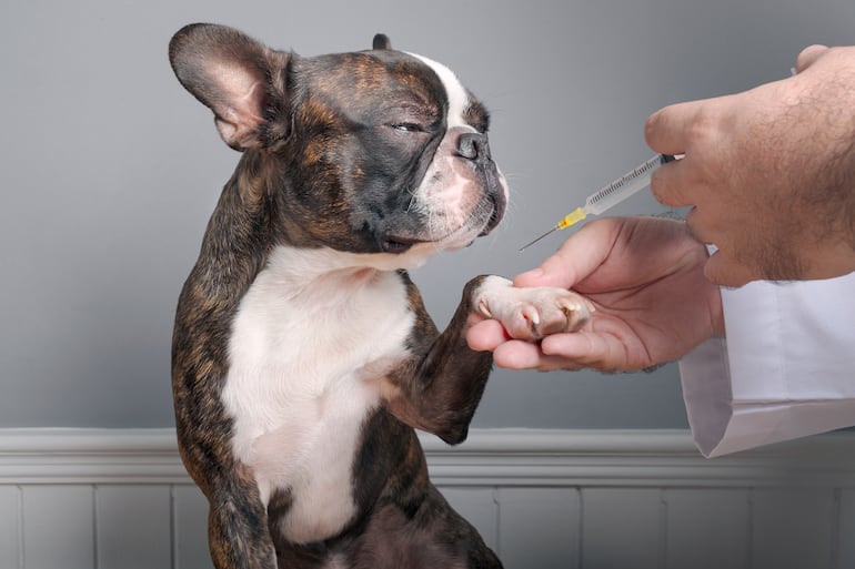 Médico veterinario antes de inyectar la vacuna antiparasitaria a un cachorro.