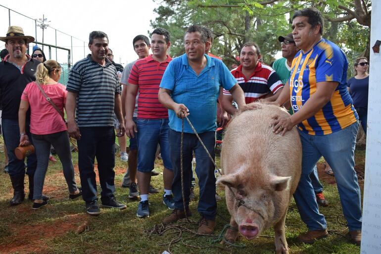 Una de las últimas competencias del Cerdo más grande del Kure Luque Ára. 