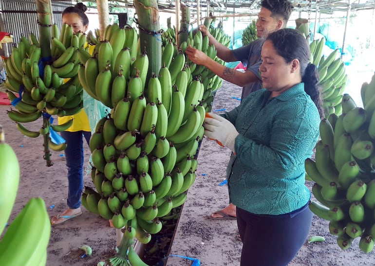Capacitarán a productores de banana de Tembiaporâ.
