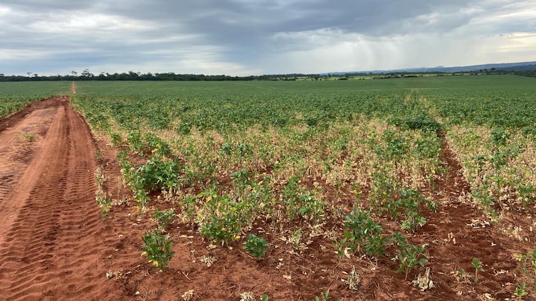 Imágenes de una plantación de soja, afectada por la sequía (Archivo). Se teme que La Niña vuelva a ocasionar pérdidas para el sector productivo.