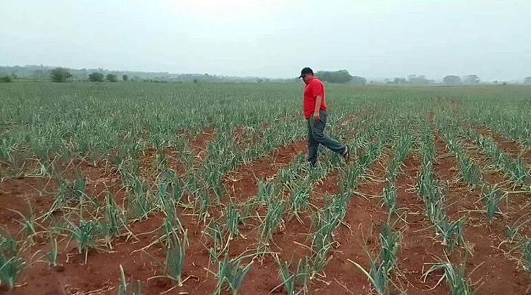 
Otro de los rubros agrícolas de la zona que desde este año aumentó la cantidad de siembra es la cebolla 