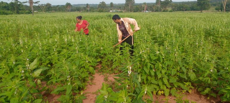 
Las parcelas del sésamo se encuentran en su época de crecimiento y de floración 