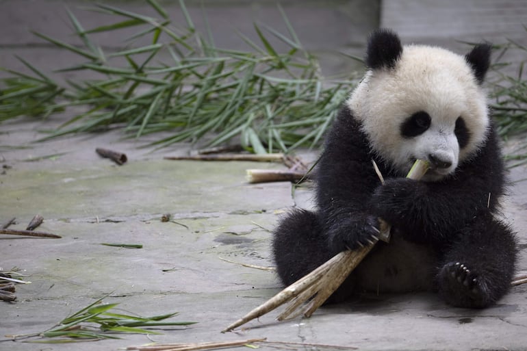 Un panda gigante comiendo bambú en el centro de conservación chino. 