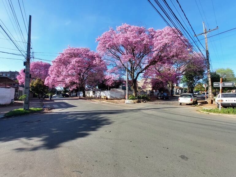 Vista de la misma esquina de Herminio Giménez y 33 Orientales de fecha 30 de julio de 2022, donde se veían los lapachos florecidos. (Archivo)