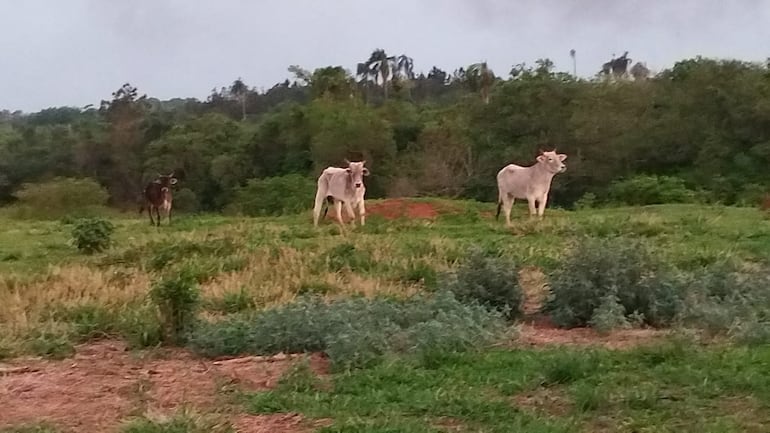 Tres de los 21 animales vacunos recuperados en Minga Guazú.