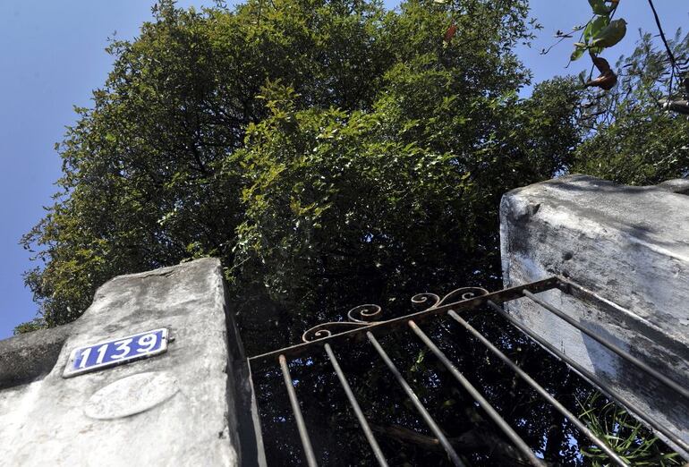 El árbol de tarumá poblaba lo alto de la colina en la Asunción de antaño, de ahí que su nombre quedó para identificar al promontorio. Todavía hoy subsisten algunos de los más frondosos. 