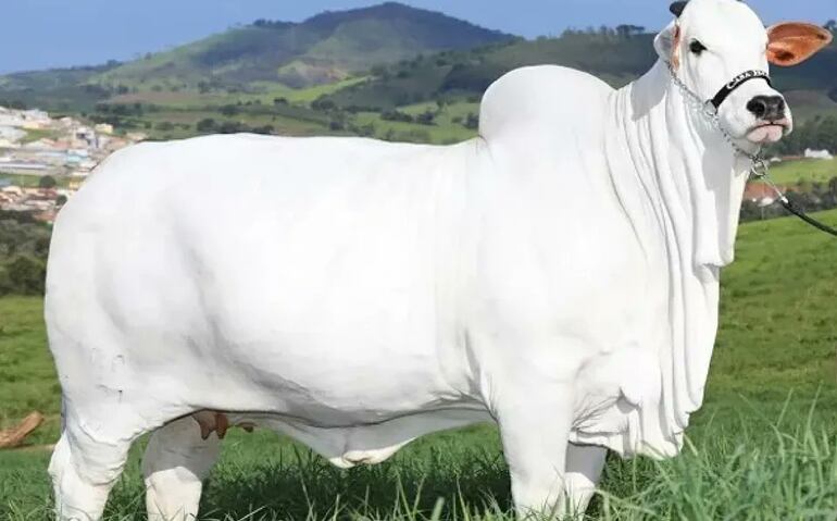 Este ejemplar de la raza Nelore es la vaca más cara del mundo.