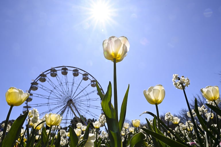 El tulipán es símbolo de respeto y fidelidad.
