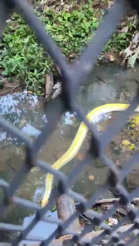 La serpiente fue hallada en un arroyo en zona de la Secretaría Nacional de Deportes (SND).