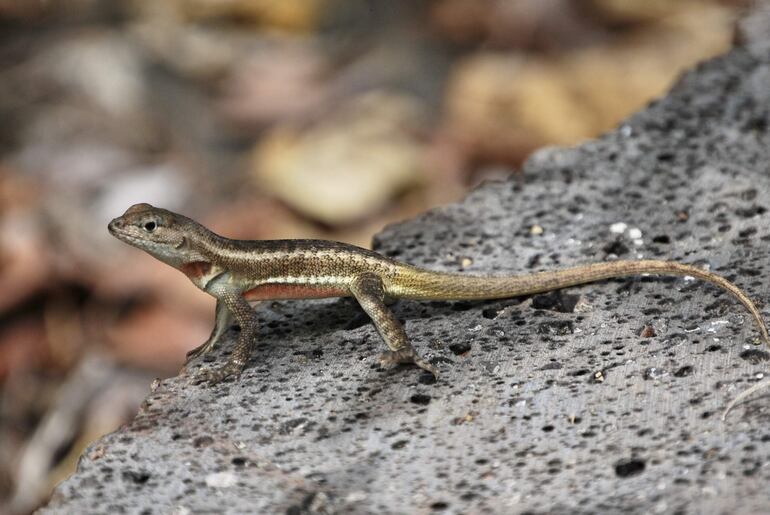 Una lagartija en el cerro Tijeretas de la isla San Cristóbal, la más oriental de las Islas Galápagos (Ecuador). 