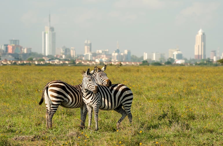 Cebras en el Parque Nacional de Nairobi.