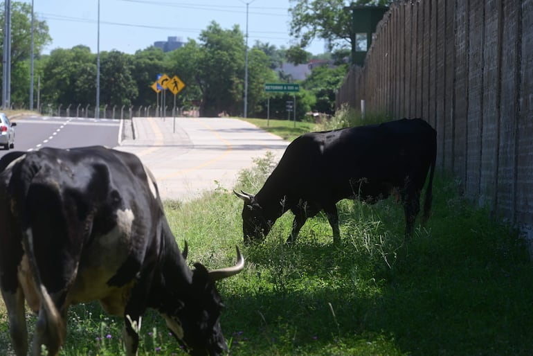 Los pastizales de la Costanera Sur atraen la presencia de animales domésticos, como las vacas, que son un peligro para el tránsito terrestre.