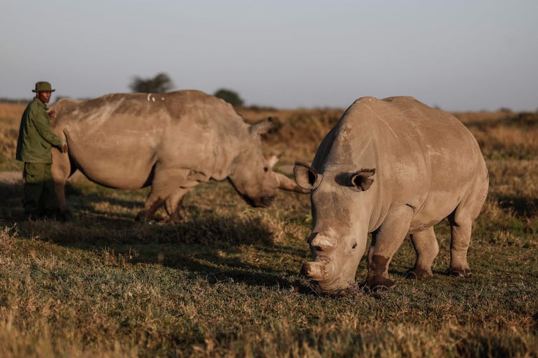 El guardabosques de Ol Pejeta y cuidador principal, Zacharia Mutai, acaricia a Najin, de 35 años (izquierda), una de las dos últimas rinocerontas blancas del norte en el mundo, junto a su hija Fatu, de 24 años (derecha), en la reserva de Ol Pejeta, condado de Laikipia.