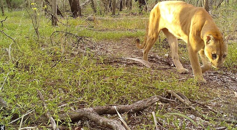 Chaco Vivo emplea 77 cámaras trampa estratégicas para proteger la biodiversidad del Gran Chaco. Con más de 14.000 registros de fauna, cuidan de especies clave para el desarrollo de la biodiversidad.