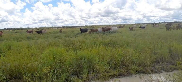 Las lluvias ayudan al sector de la ganadería, puntal de la economía en el Alto Paraguay.