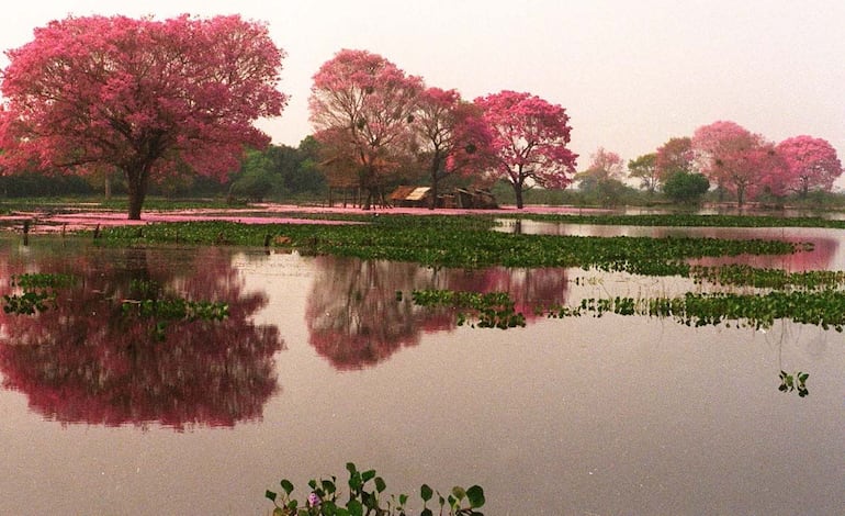 El pantanal del Chaco, rico en fauna y flora.
