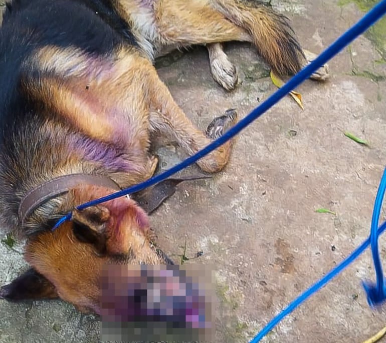 Uno de los perros fue encontrado con heridas grave a causa de miasis.