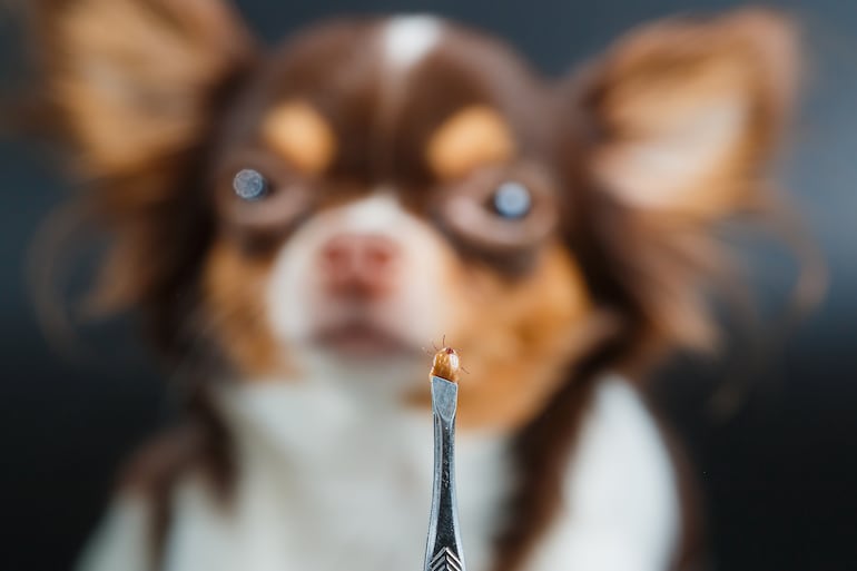 Perro con garrapatas.