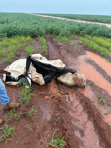 El cadáver, envuelto en bolsas de plástico, estaba abandonado en medio de la plantación de soja.