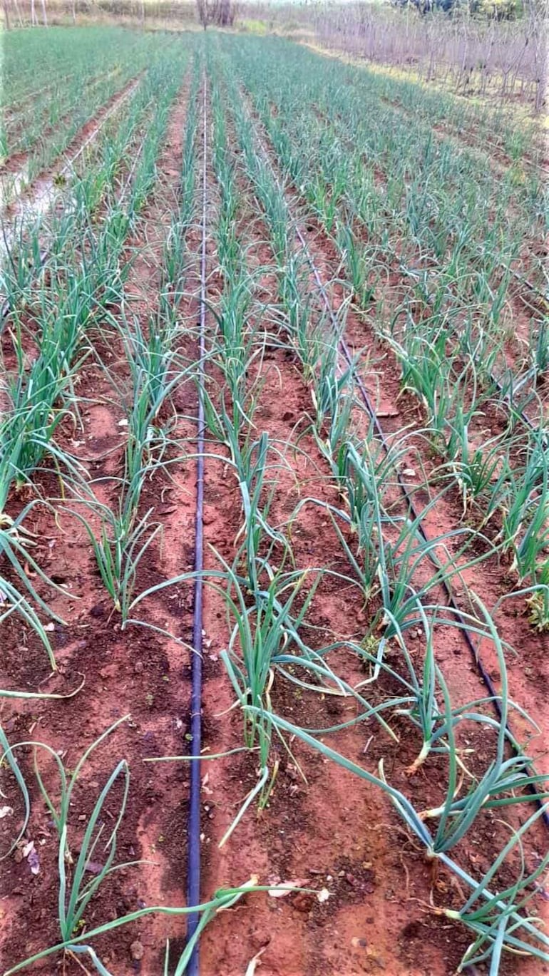 La copiosa lluvia registrada en Ybytymí beneficia al cultivo de cebolla.