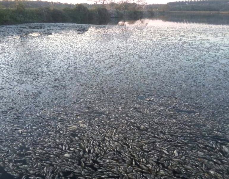 Vecinos constataron mortandad de peces en los estanques de la Essap.