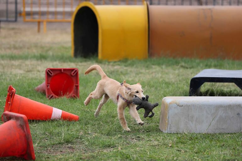 Un cachorro durante una jornada de entrenamiento en el departamento de adiestramiento canino de la Fuerza Aérea del Perú, en la base Las Palmas, en Lima (Perú).