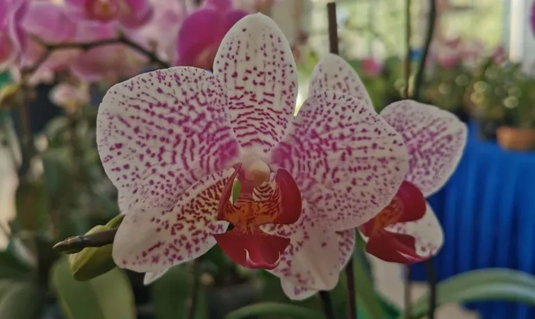 Orquídeas para celebrar la amistad - Nacionales - ABC Color