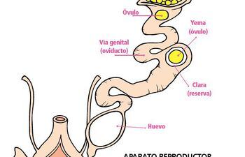 APARATO REPRODUCTOR En ABC Color