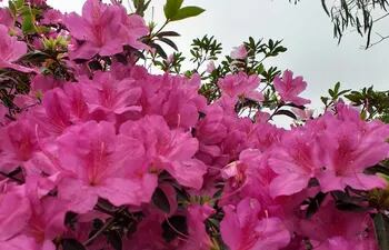 Azaleas en flor anuncian cercanía de la primavera - Estilo de vida - ABC  Color
